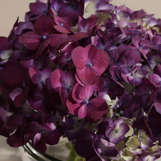 Warm Purple Hydrangea Vase