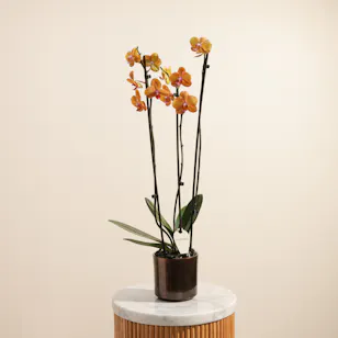 Shiny Orange Phalaenopsis Plant 