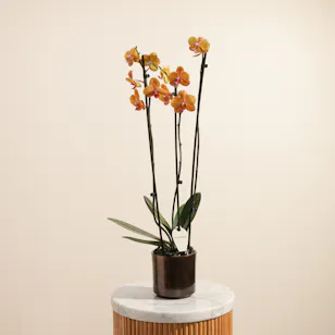 Shiny Orange Phalaenopsis Plant Shiny Orange Phalaenopsis Plant