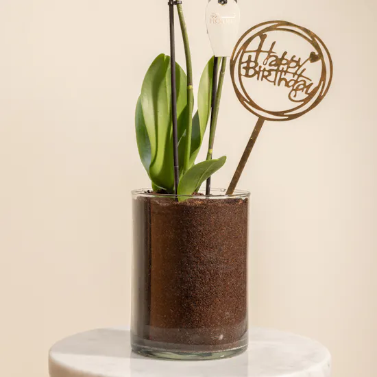 Happy Birthday Orchid Plant