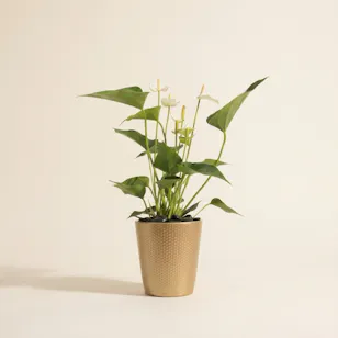 Fancy White Anthurium Plant
