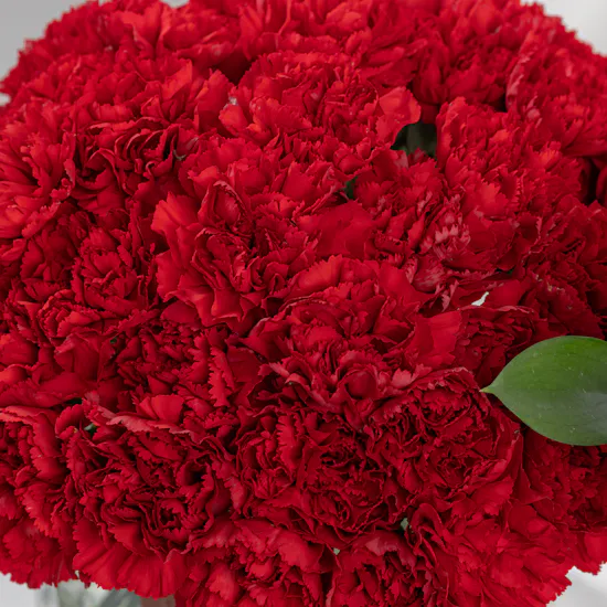 50 Red Carnations | Square Vase