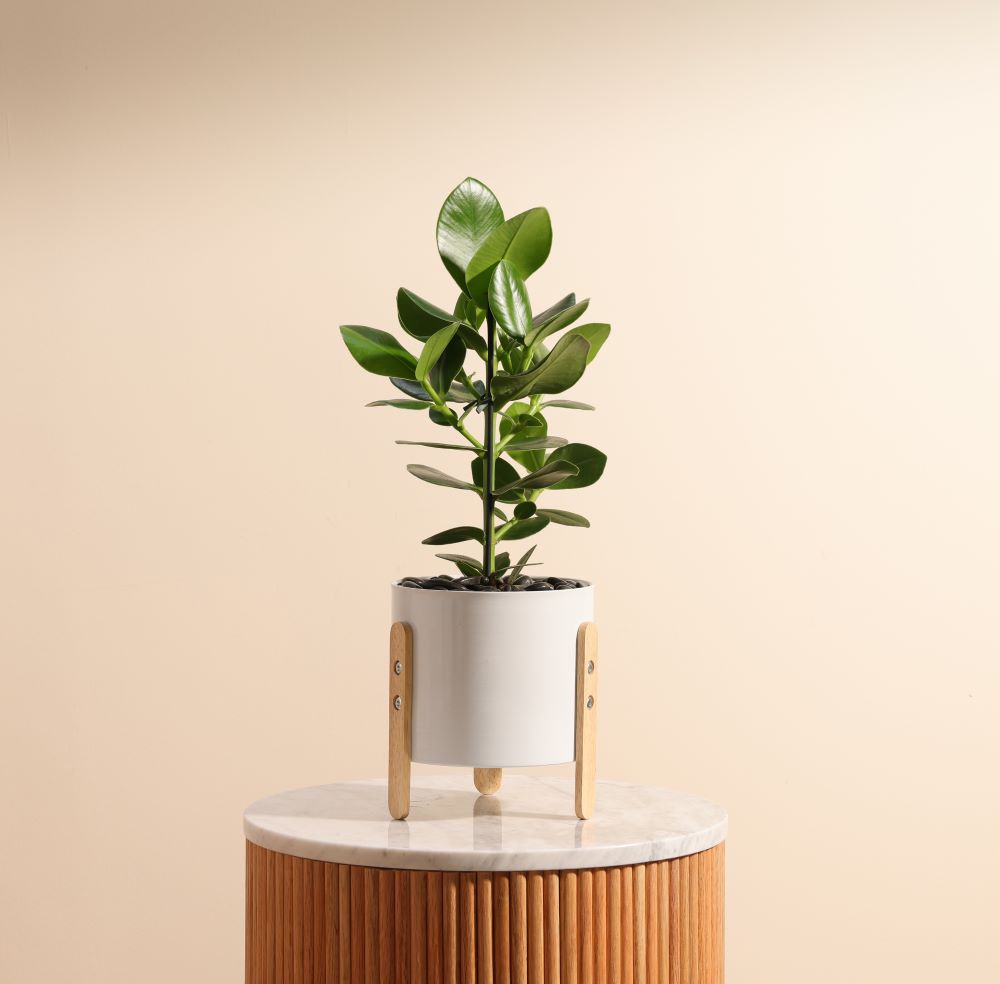 Clusia Rosea Princess Plant