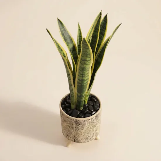 Sanseveria Snake Plant