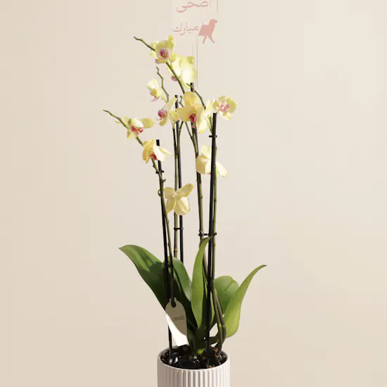 Delicate Yellow Phalaenopsis Orchid Eid Plant