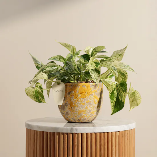 Stunning Green Epipremnum Plant