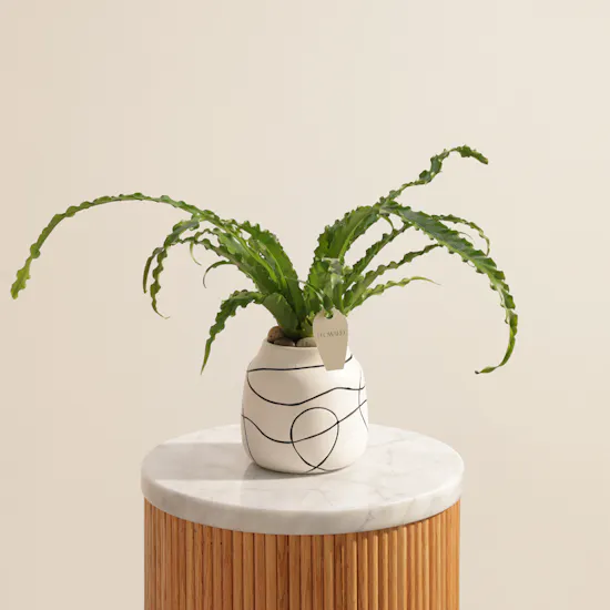 Emerald Asplenium Osaka Plant