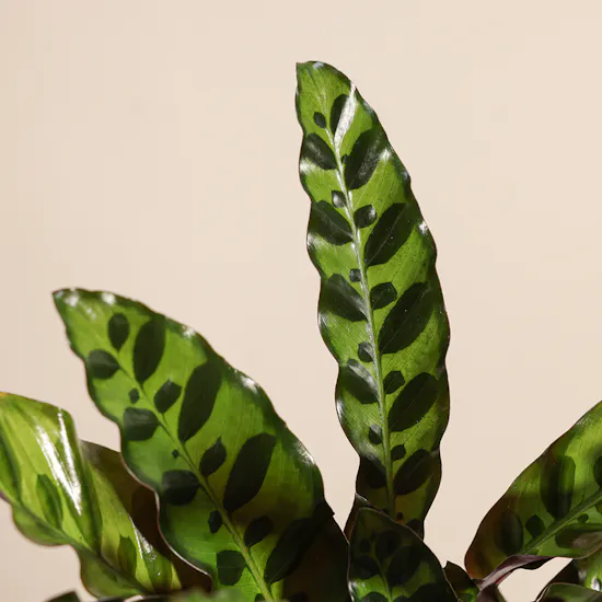 Calathea Lancifolia | Creamic Pot