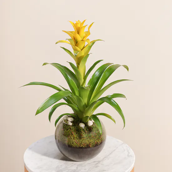 The Yellow Guzmania Diana