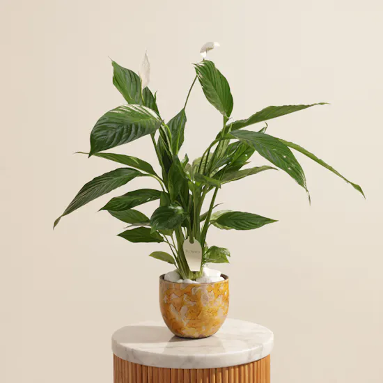 Stunning White Spathiphyllum Bingo Plant