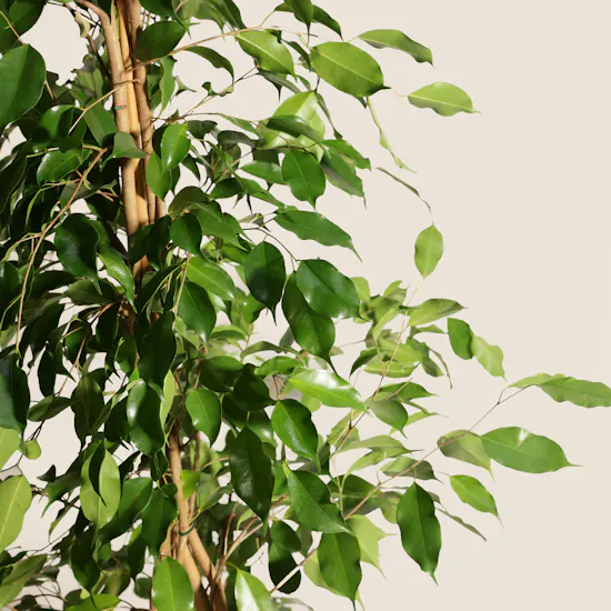 Elegant Big Ficus Exotica Plant