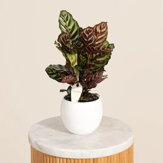 Elegant Calathea Makoyana Plant