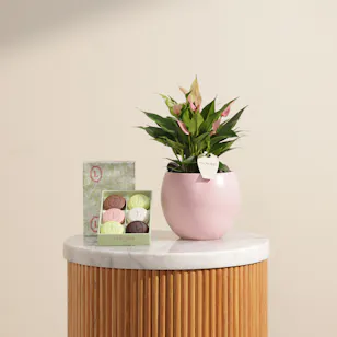 Ladurée Eugenie Box | Magical Plant Pot Ladurée Eugenie Box | Magical Plant Pot