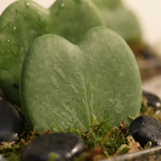 Charm Hoya Kerrii Heart Plants