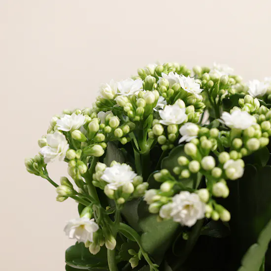 White Kalanchoe Plant