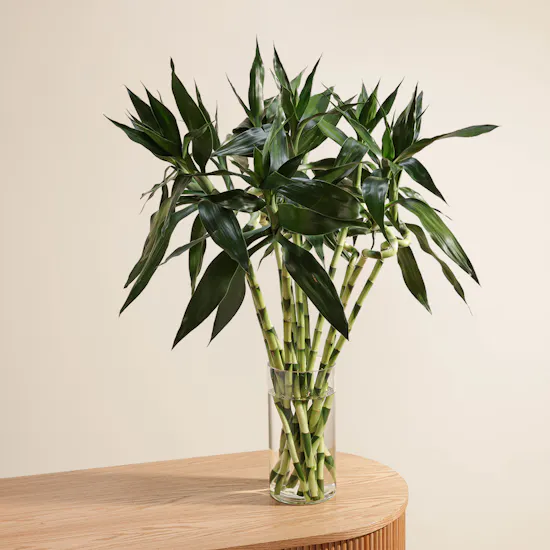 Bamboo Plant | Glass Vase