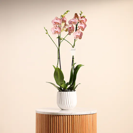 Ravello Orchid Plant | Source of kindness