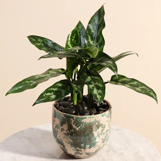 Aglaonema Plant