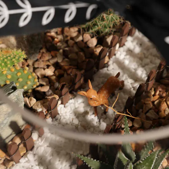 Delightful Mini Desert | Open Terrarium