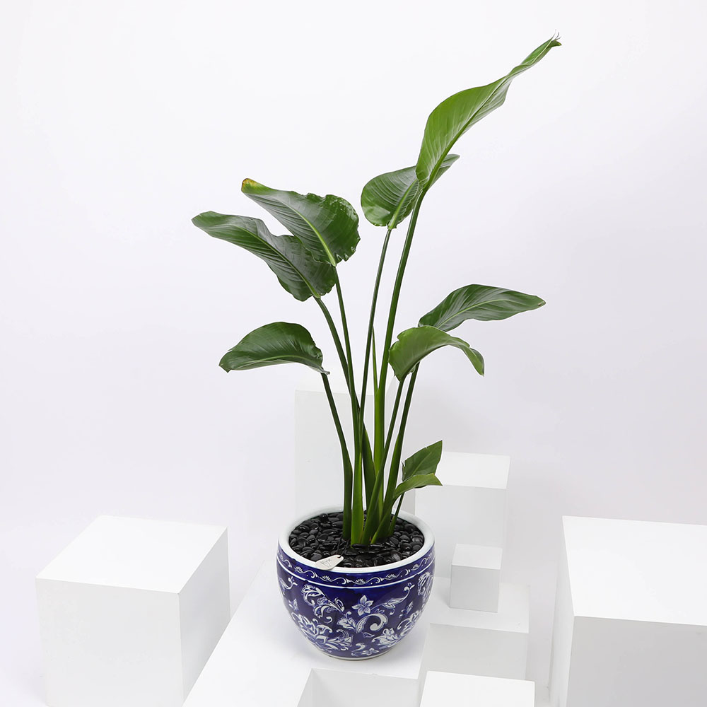 Strelitzia nicolai plant I | Floward Abha