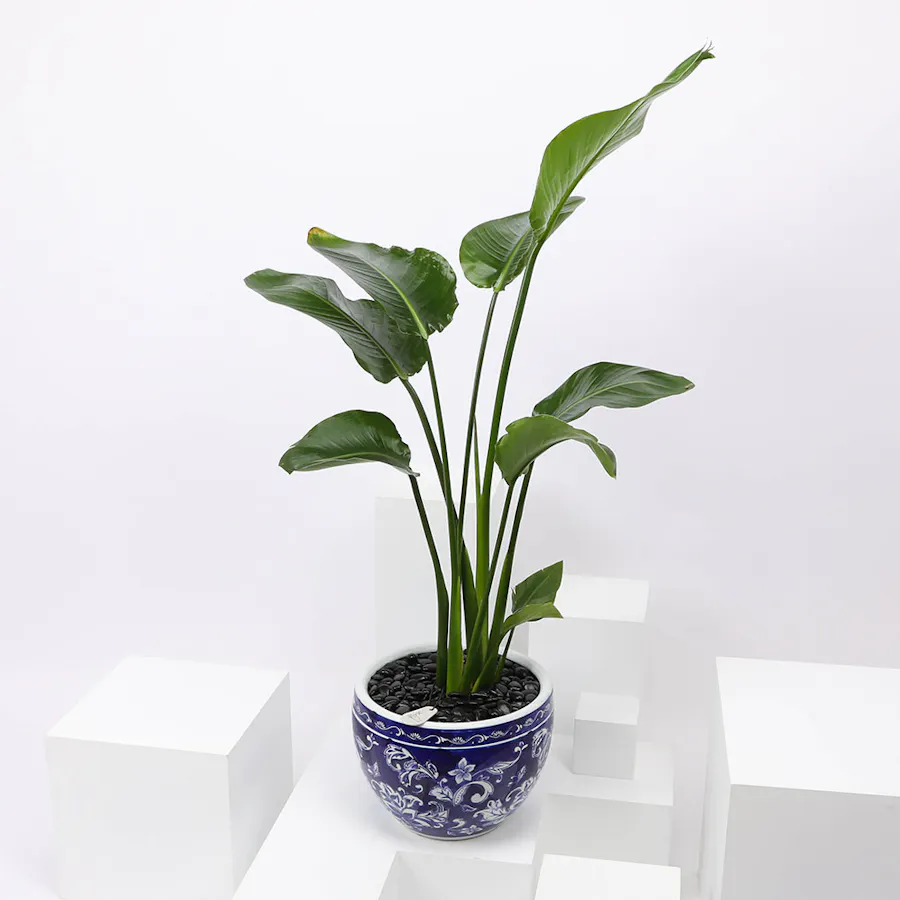 Strelitzia Nicolai Plant 90 cm 6