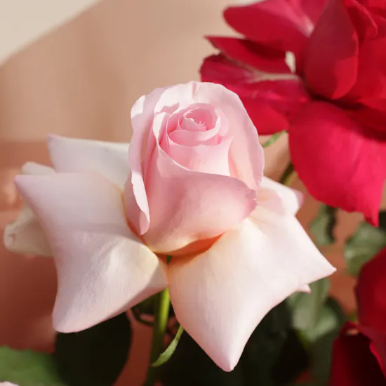 Stunning Roses Bouquet