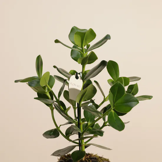 Cheerful Green Clusia Rosea Plant