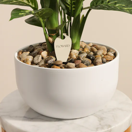 Stunning Large Dieffenbachia Plant