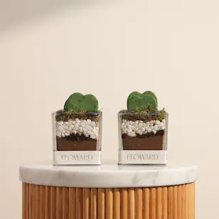 Charm Hoya Kerrii Heart Plants