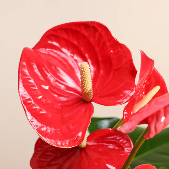 Red Anthurium | Glass Pot