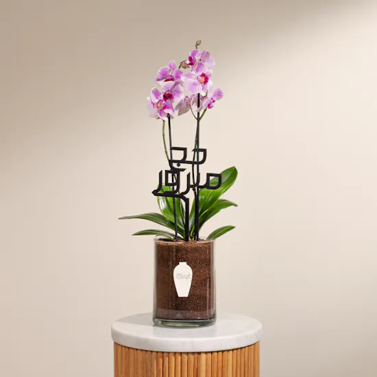Orchid Hejj Mabror Plant