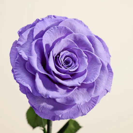 Single Preserved Purple Rose in a Glass Dome