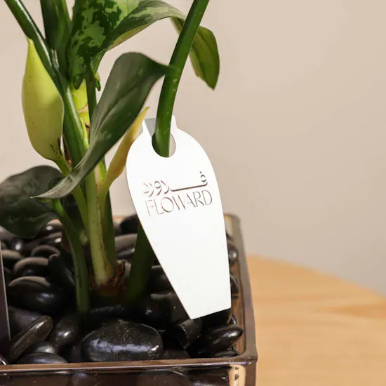 Founding Day Aglaonema Maria Plant Pot