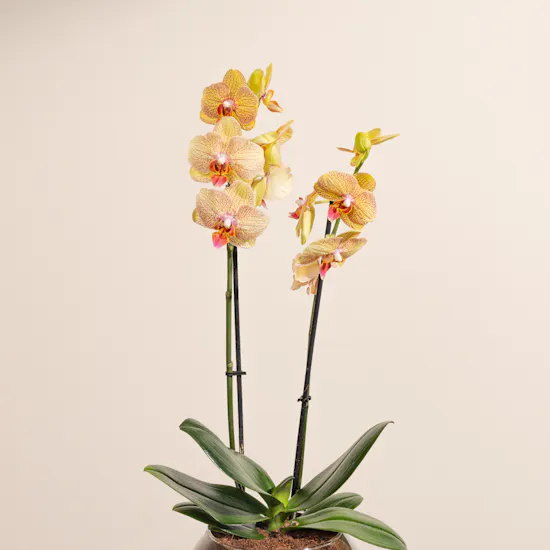 Super Dad Orchid Plant