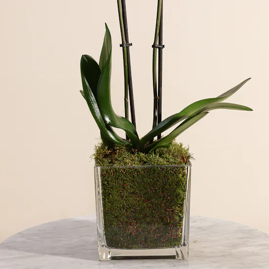 Blue Orchid Plant