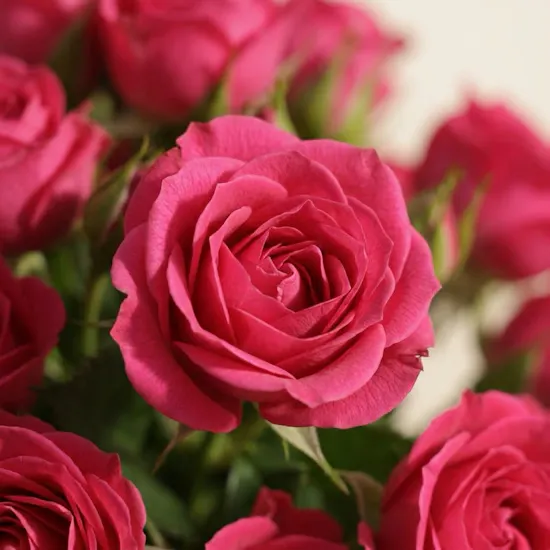 Delight Flowers Vase | 35 Flowers