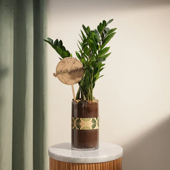 Kenyan Zamioculcas Earth Day Plant