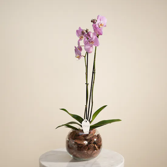 Royal Purple Orchid Plant