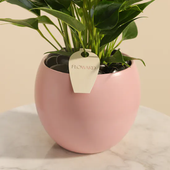 Lush Pink Anthurium Plant