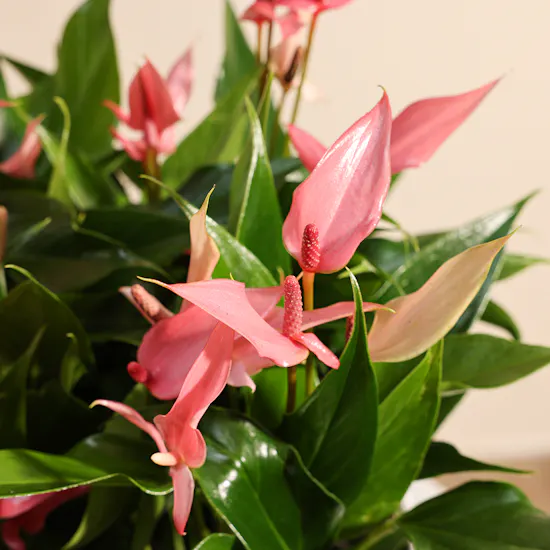 Pink Anthurium Lilly | White Pot