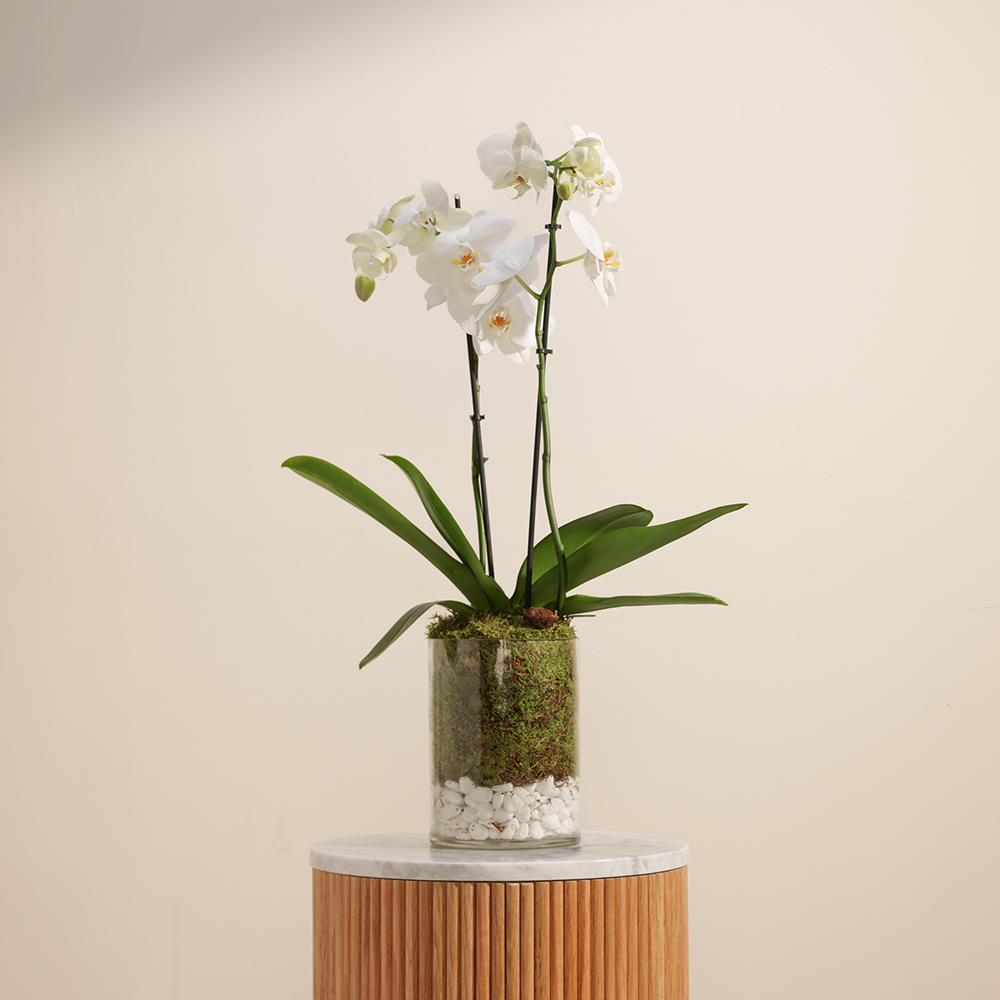 Royal White Orchid Plant
