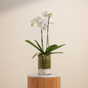 Royal White Orchid Plant