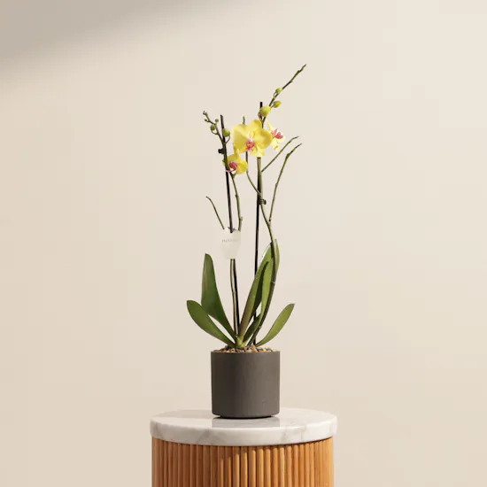 The Golden Yellow Phalaenopsis Plant