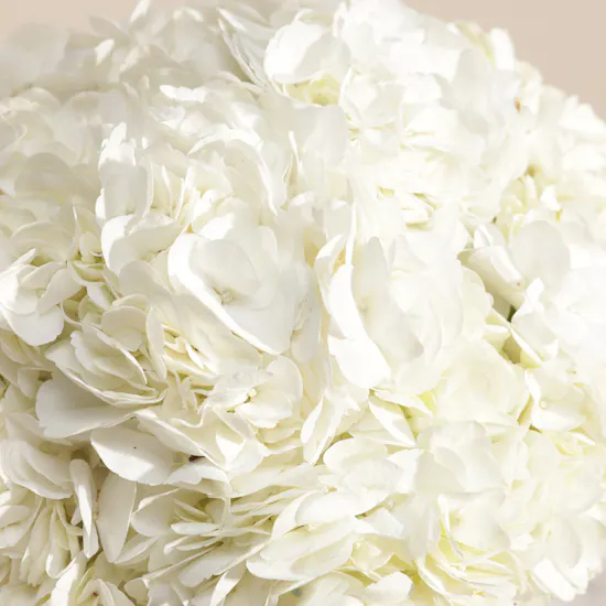 Magical White Hydrangea Box | 8 Flowers