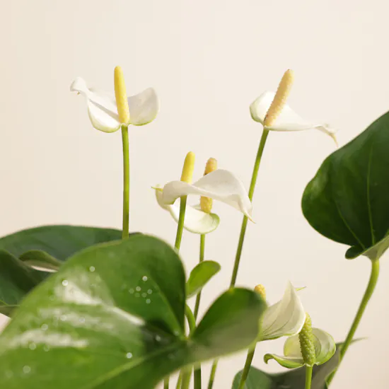 Fancy White Anthurium Plant