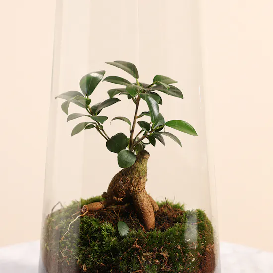 Ficus Microcarpa Inside Succulent