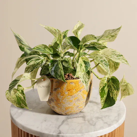 Stunning Green Epipremnum Plant
