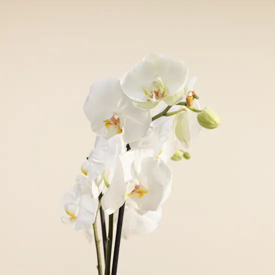 Royal Dad White Orchid Plant