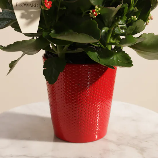 Warm Red Kalanchoe Plant