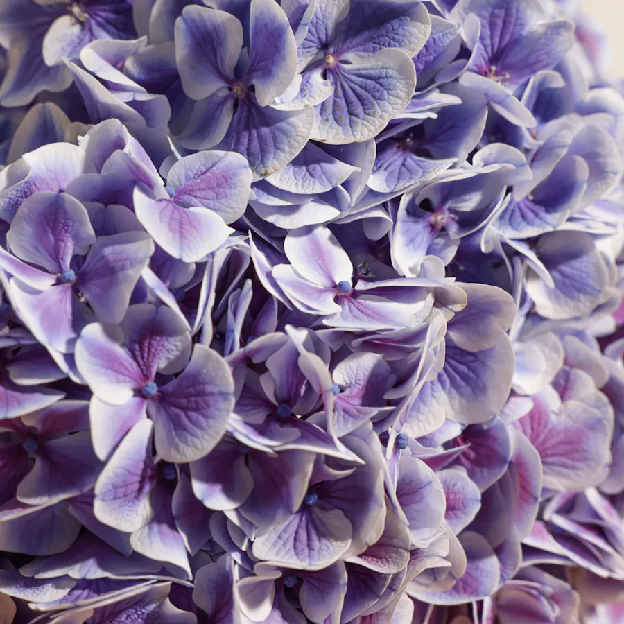Hydrangea Magical Harlekijn Blue Bouquet 2